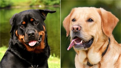 rottweiler and lab mix|rottweiler lab mix meaning.